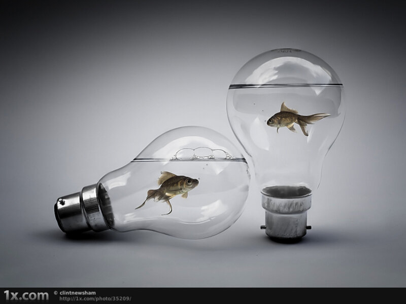 fish in light bulbs