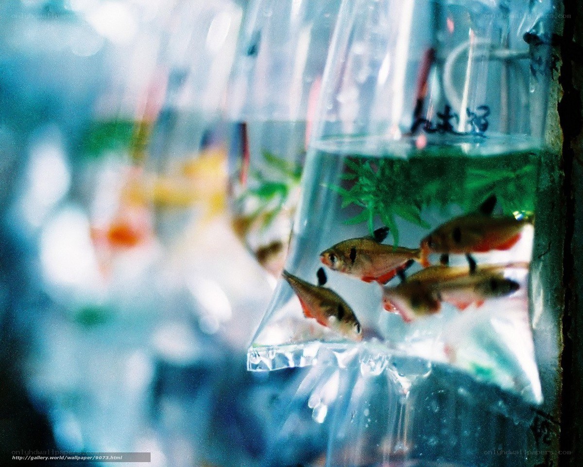 Fish in plastic bags