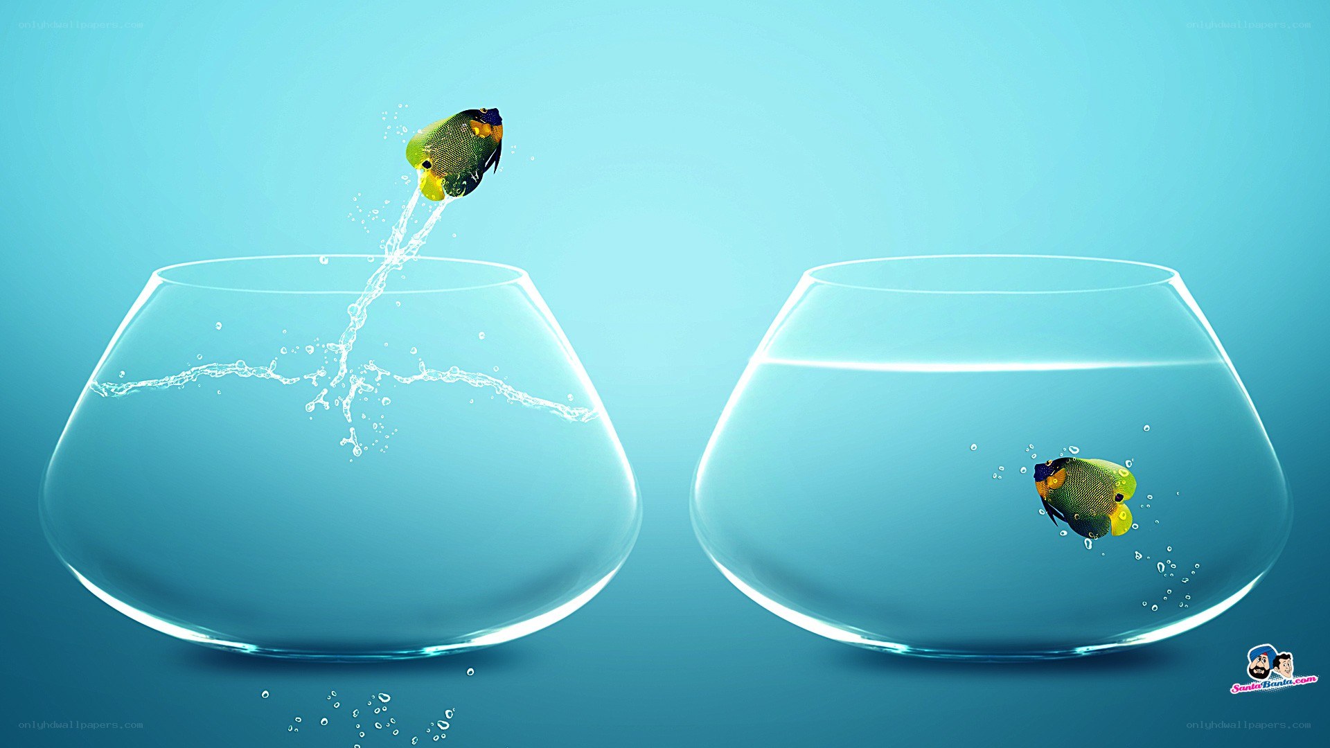 fish jumping between bowls