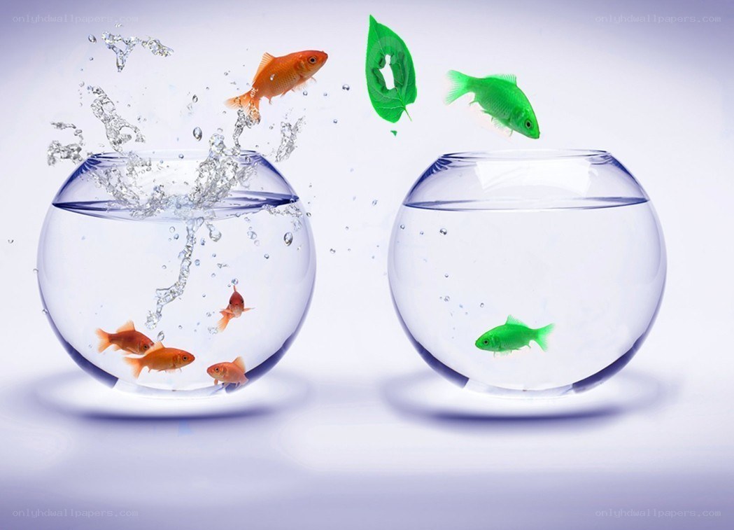 fish jumping between bowls