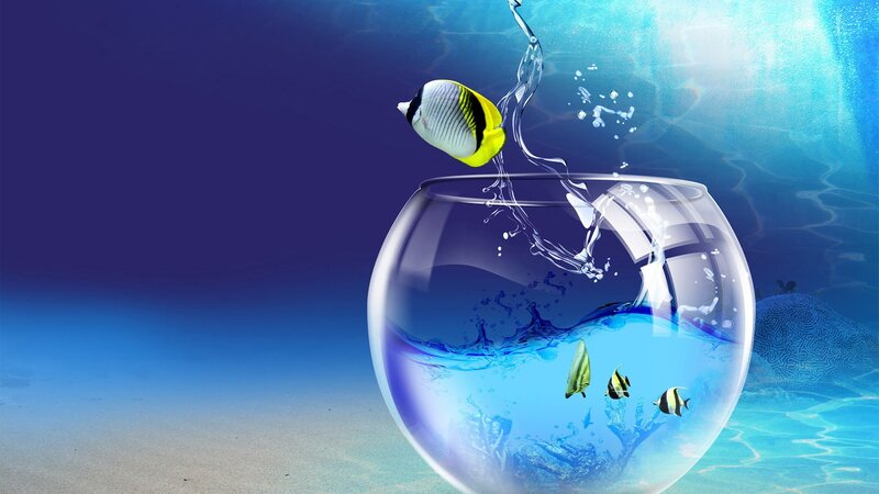 Fish jumping from a bowl