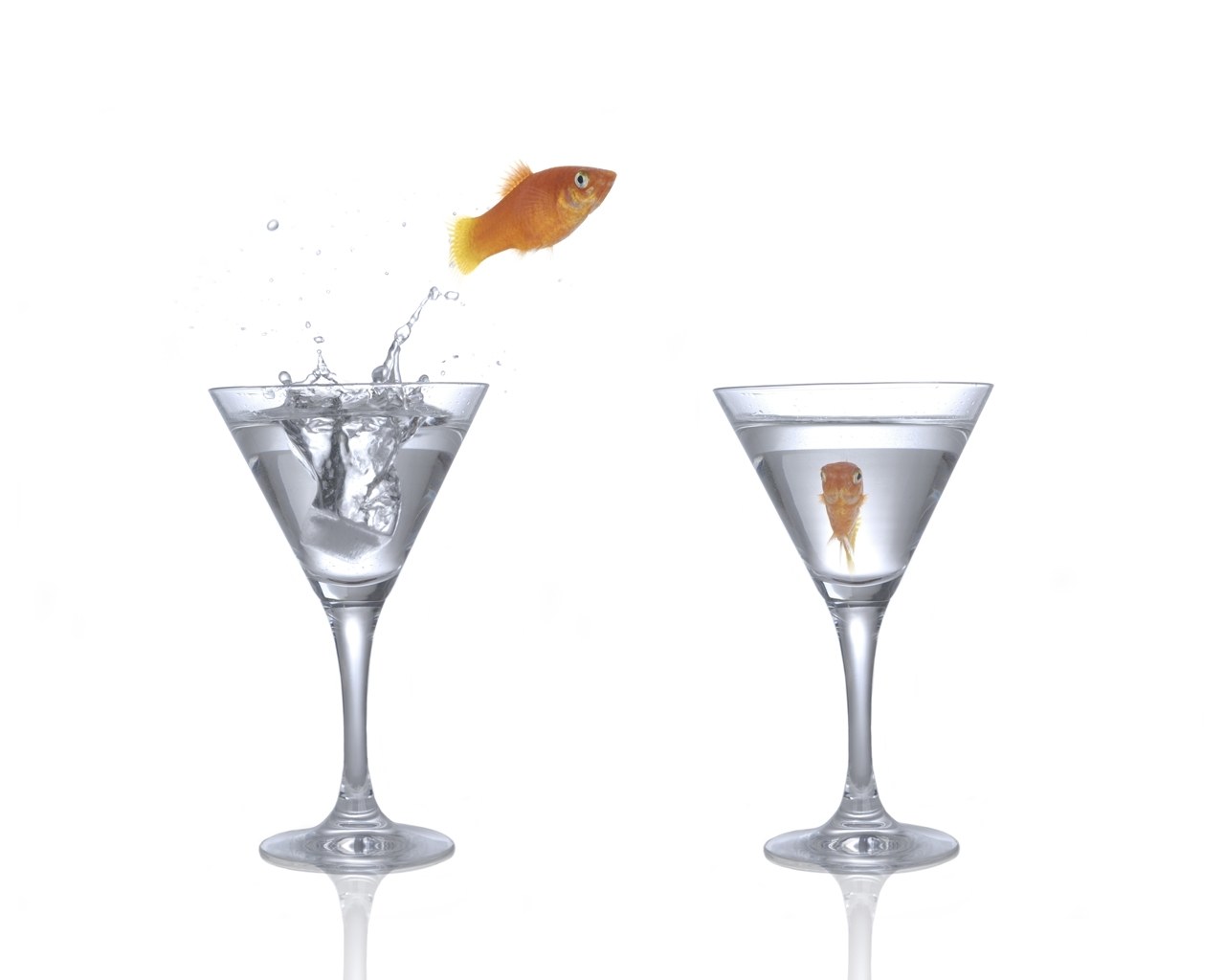 fish jumping from glass