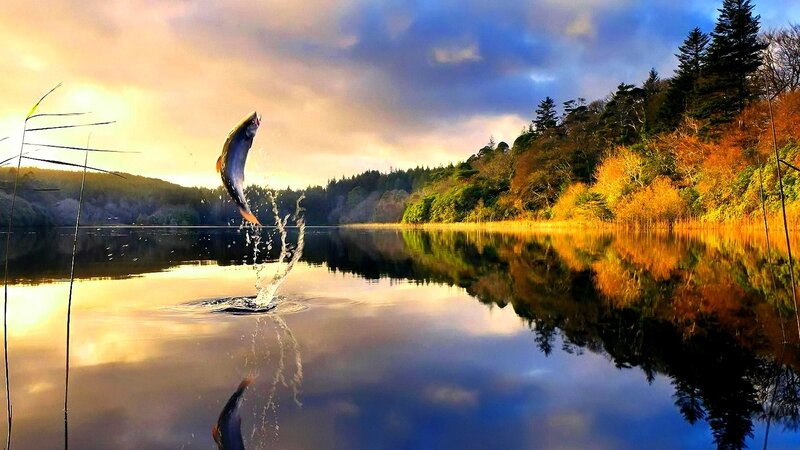Fish Jumping in Lake — Blue