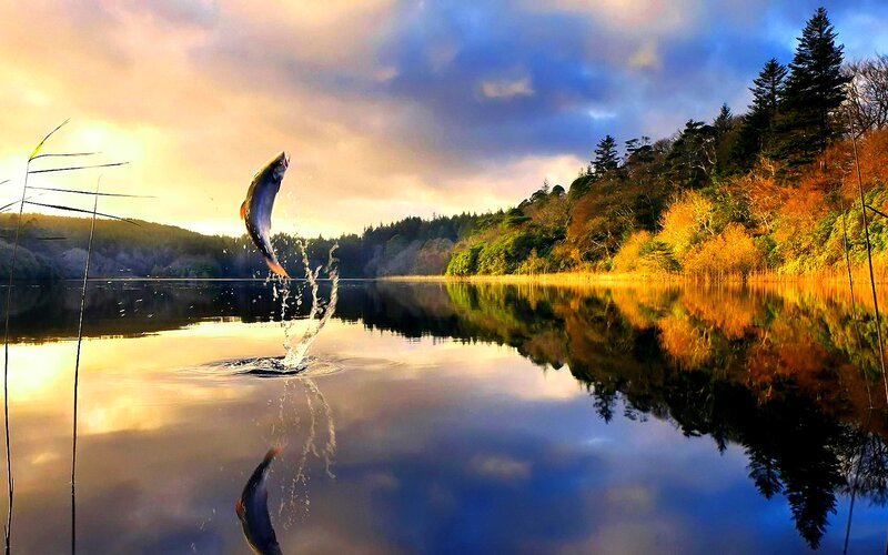 Fish Jumping in Lake