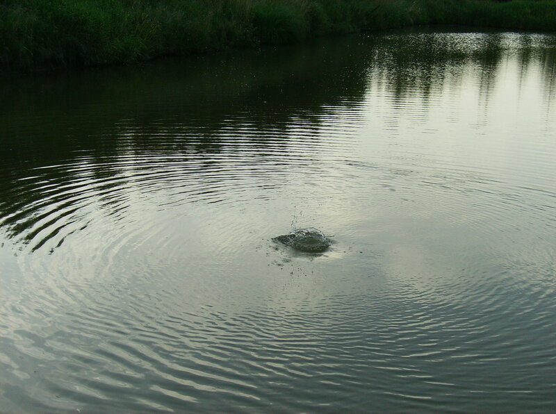 Fish Jumping in Pond