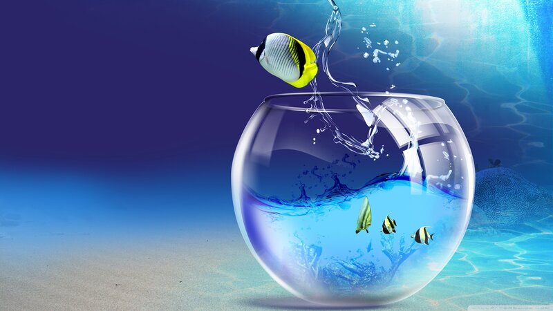 Fish jumping out of bowl