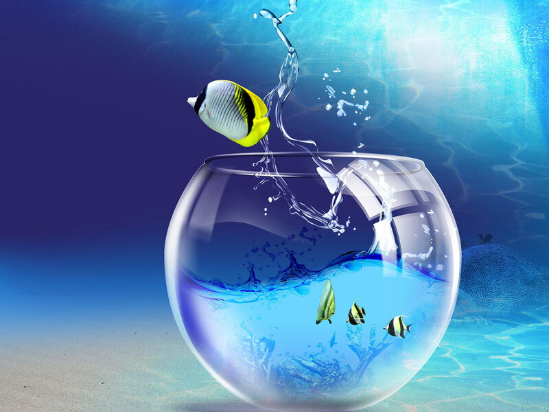 Fish jumping out of bowl