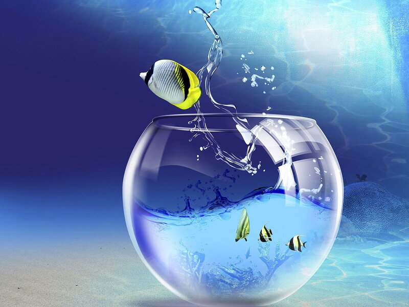 Fish jumping out of bowl