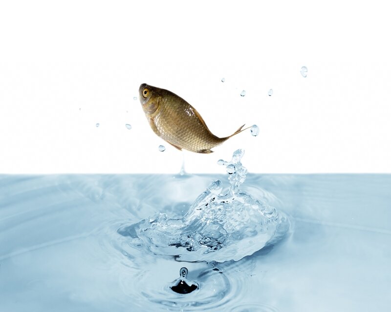 Fish Jumping Out of Water — Blue