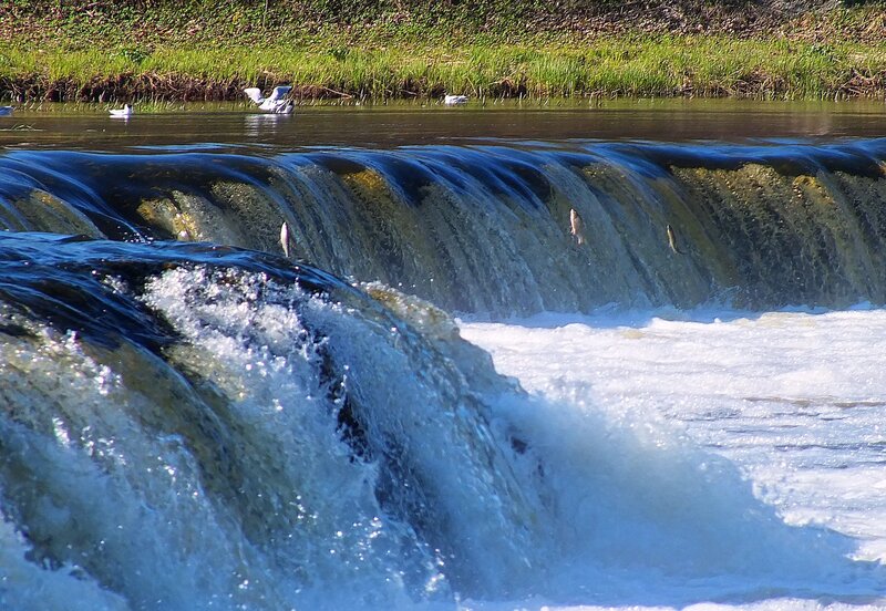 Fish Jumping over Weir