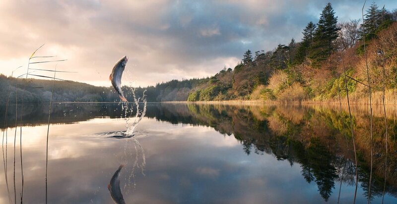 Fish leaping from a lake