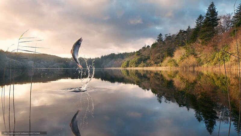 Fish leaping from a lake