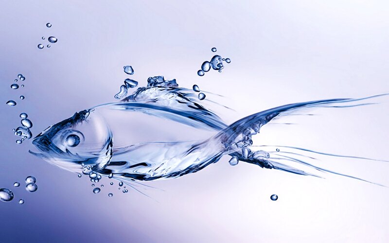 fish made of water