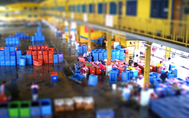Fish market activity