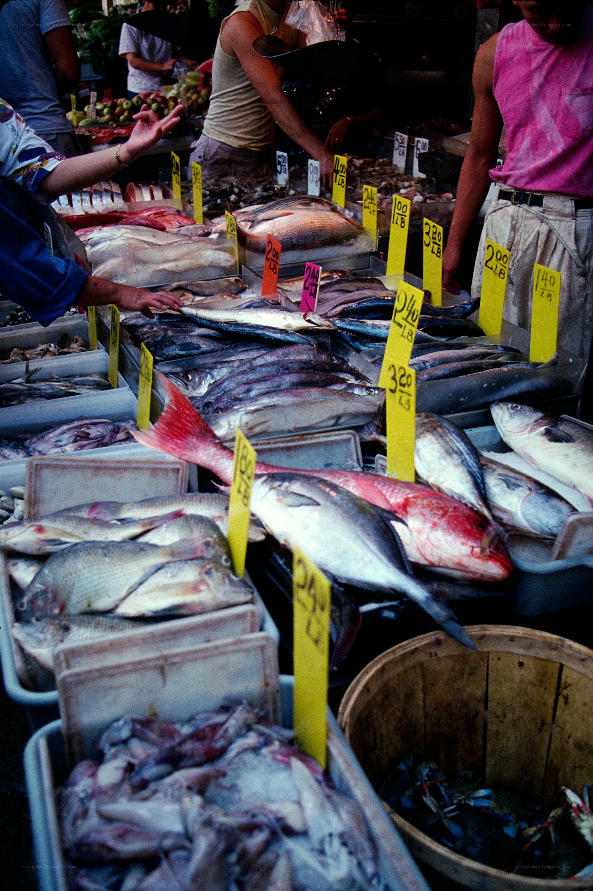 Fish market stall with fresh catch