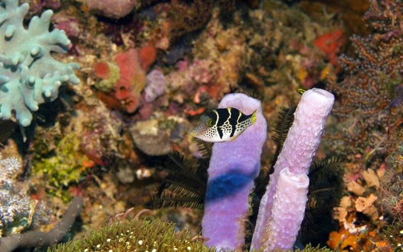 Fish near coral reef