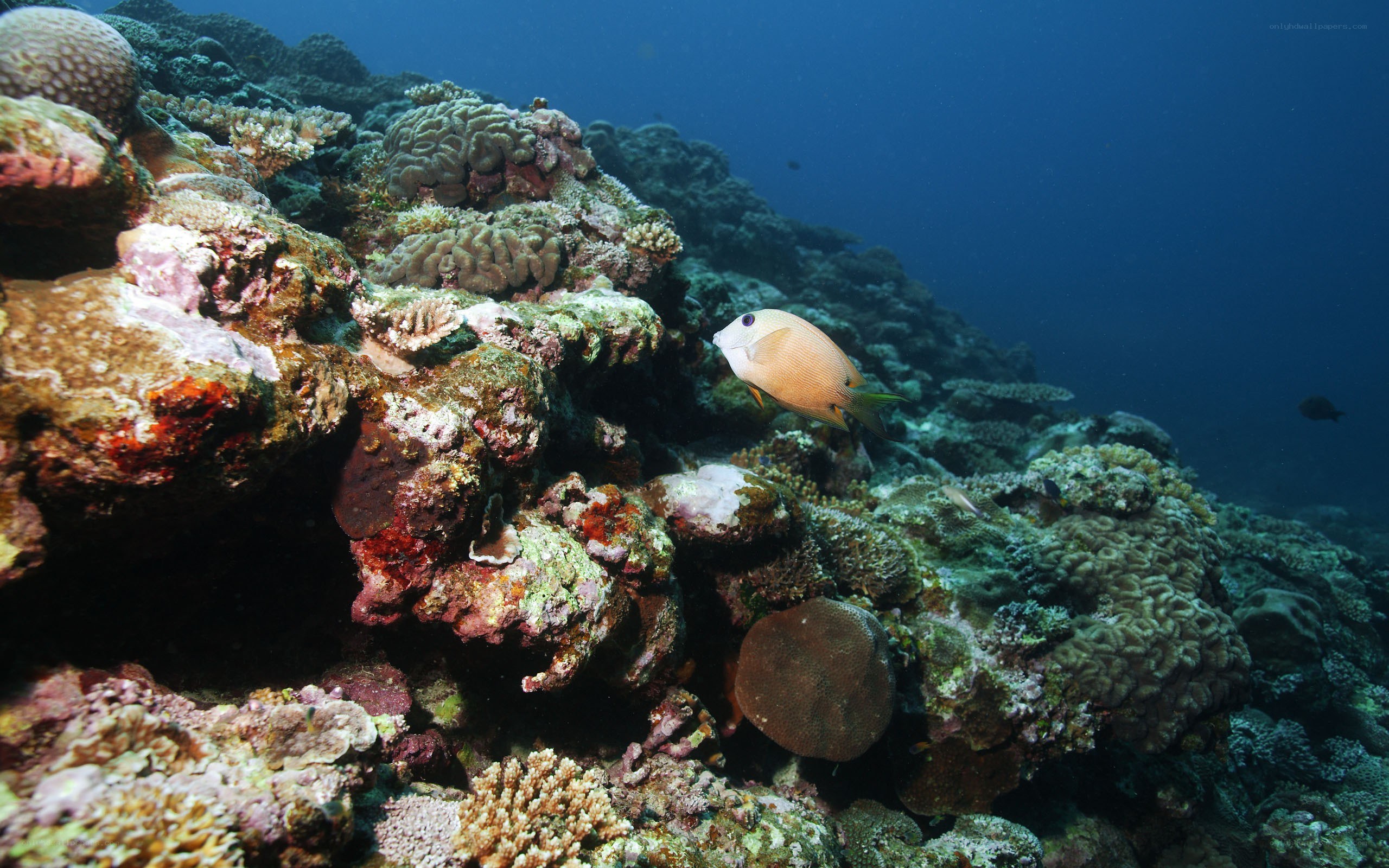 Fish near coral reef