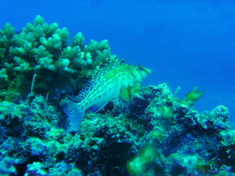 Fish near coral reef