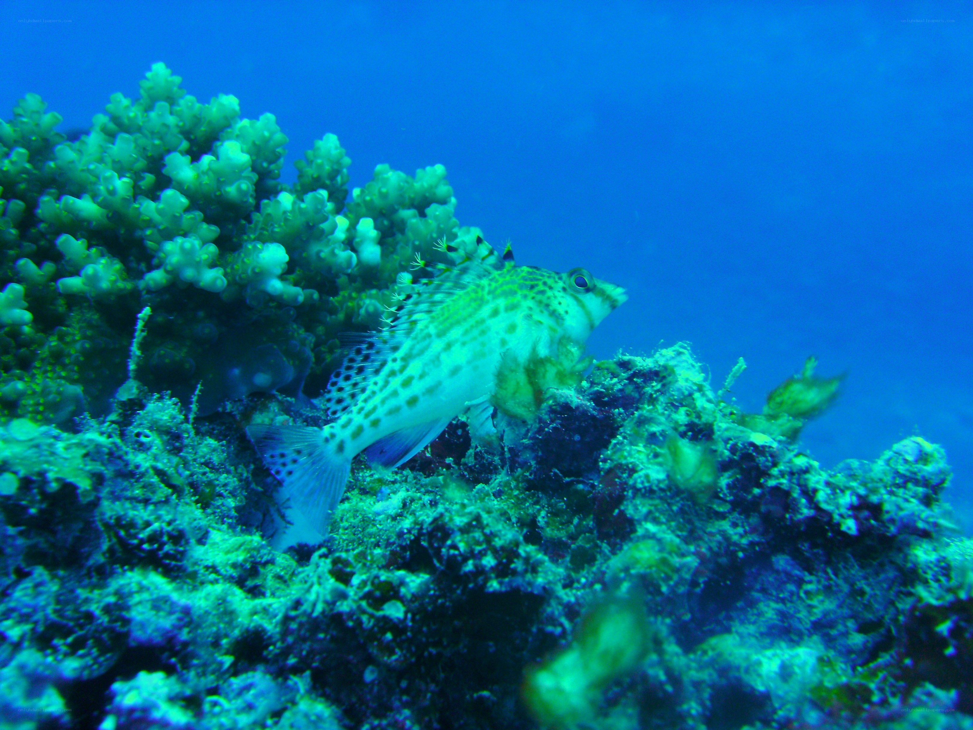 Fish near coral reef