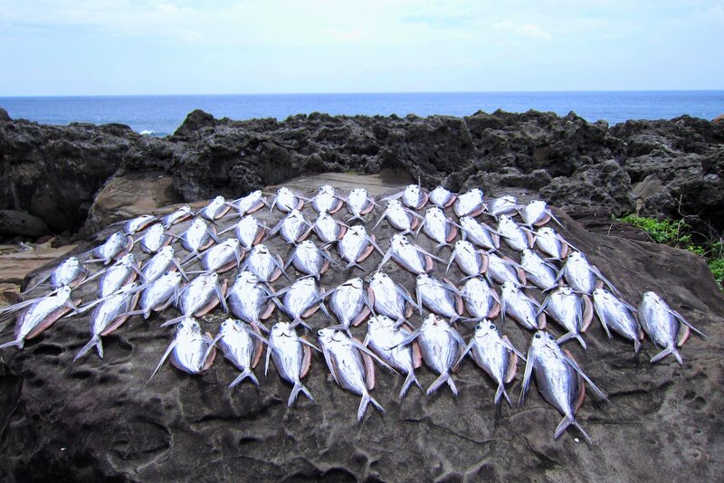 Fish on a Rock
