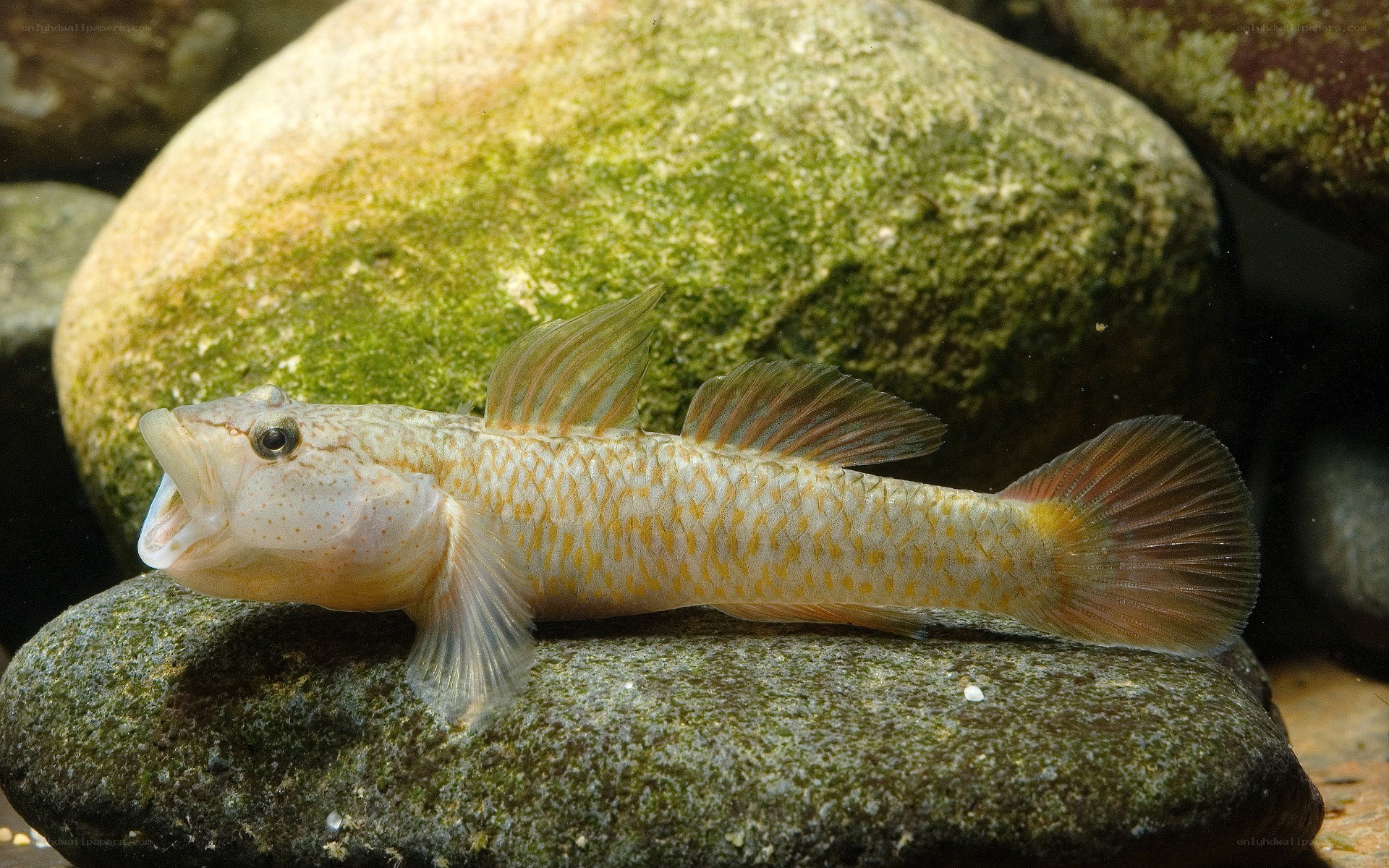 fish on a rock underwater