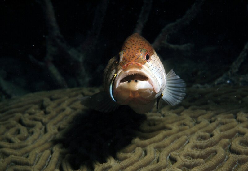 fish on coral reef