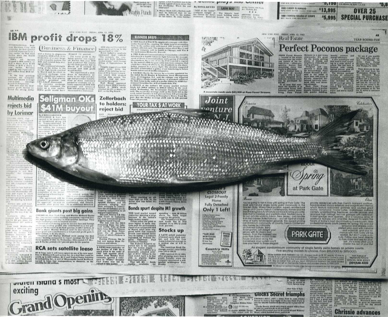 fish on newspaper page