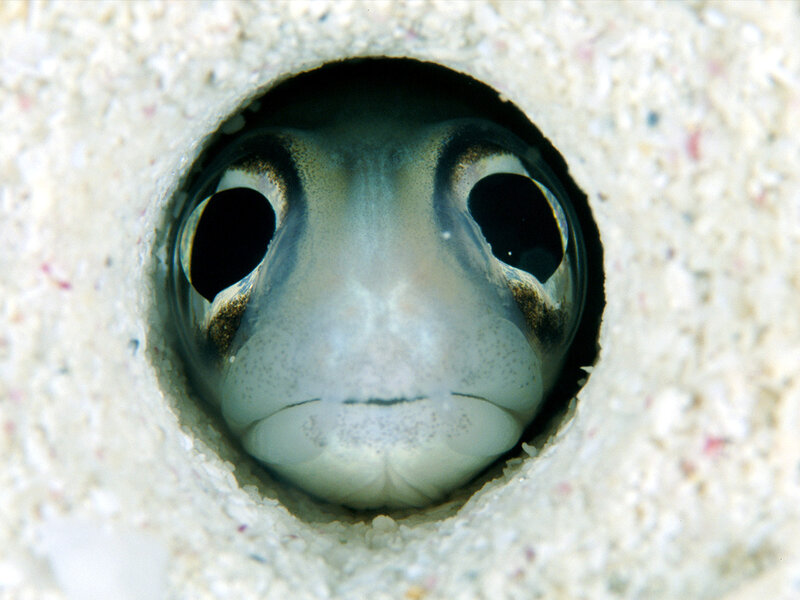 fish peeking from a hole