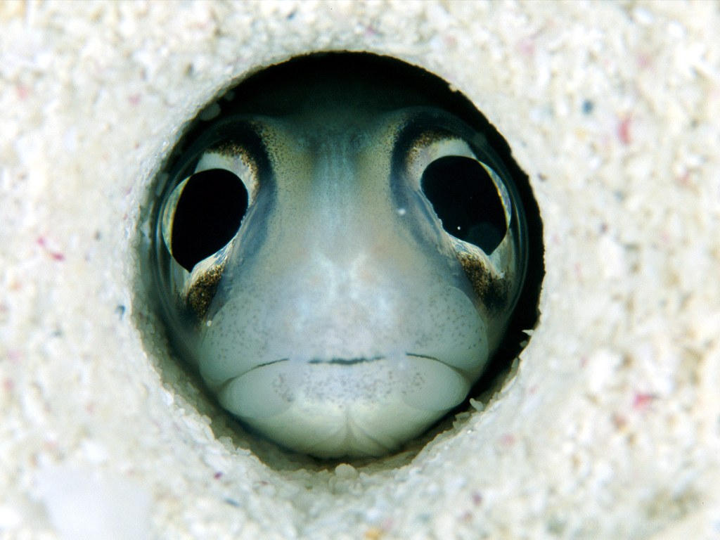 fish peeking from a hole