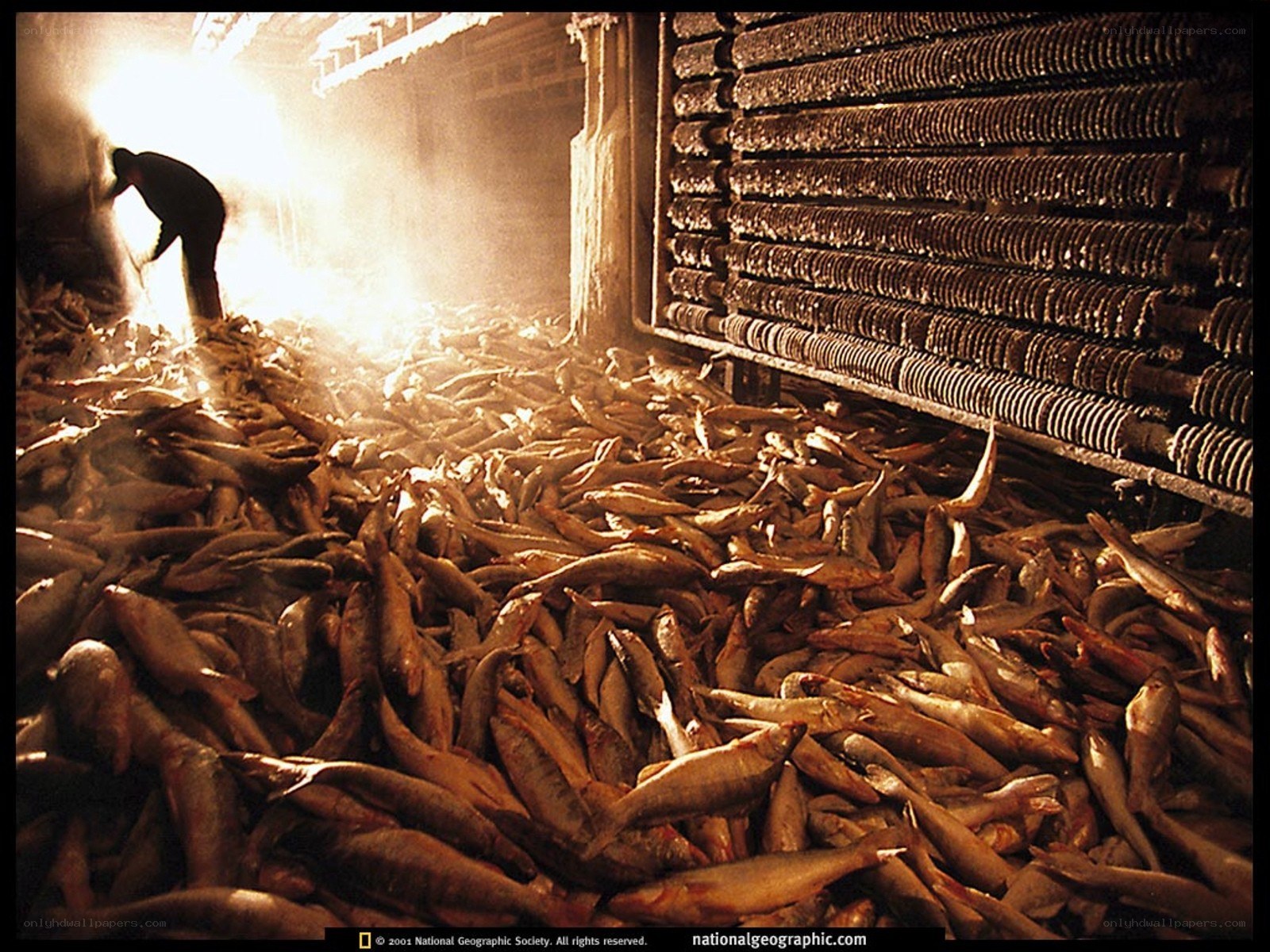 Fish processing in a smokehouse