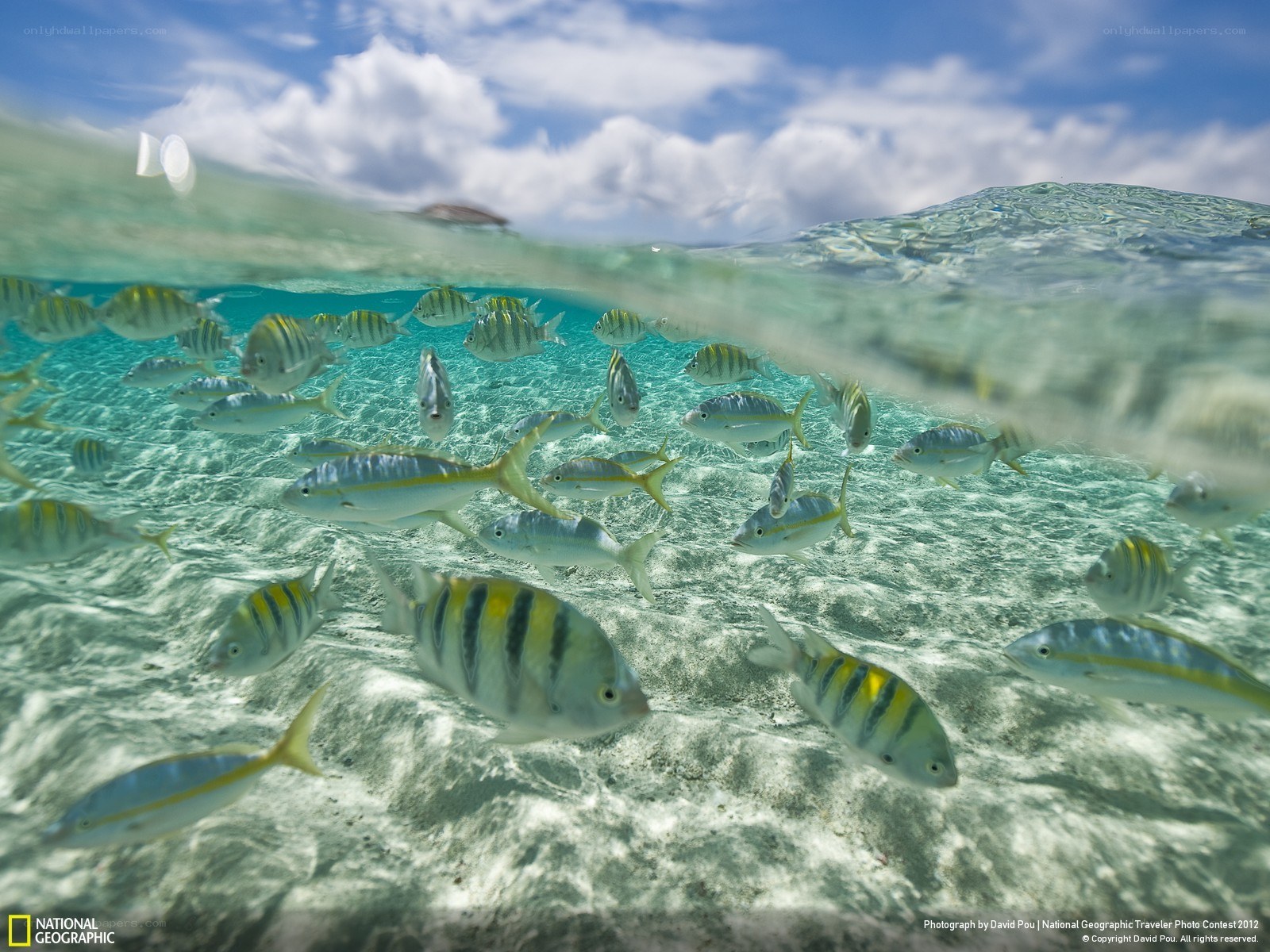 Fish school in clear water