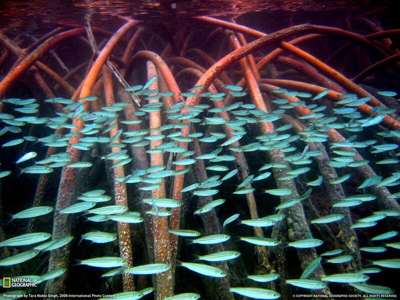 Fish school in mangrove roots