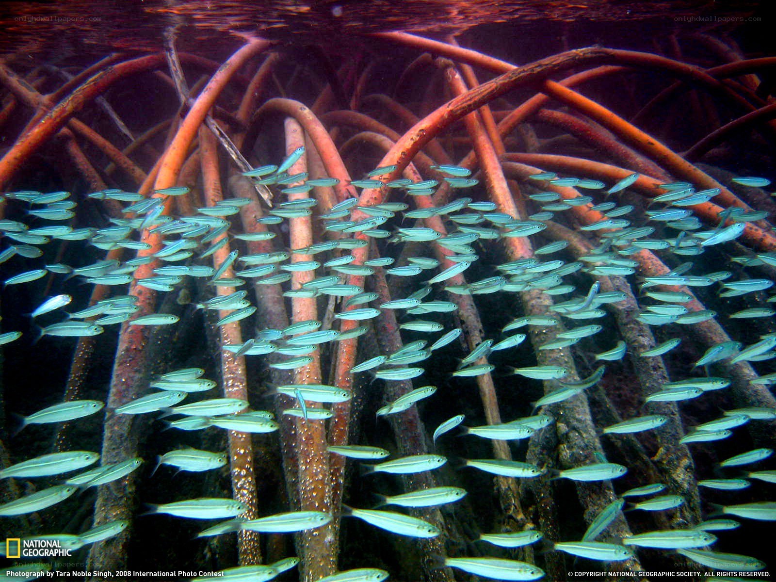 Fish school in mangrove roots
