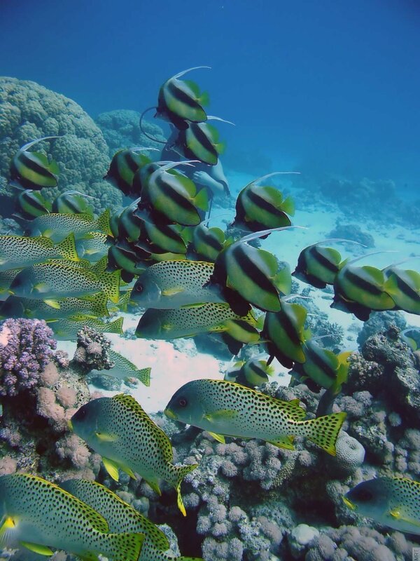 Fish school near coral reef