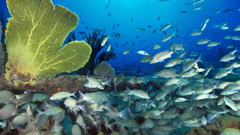 Fish school near coral reef