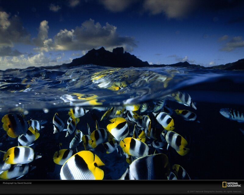 Fish school near island