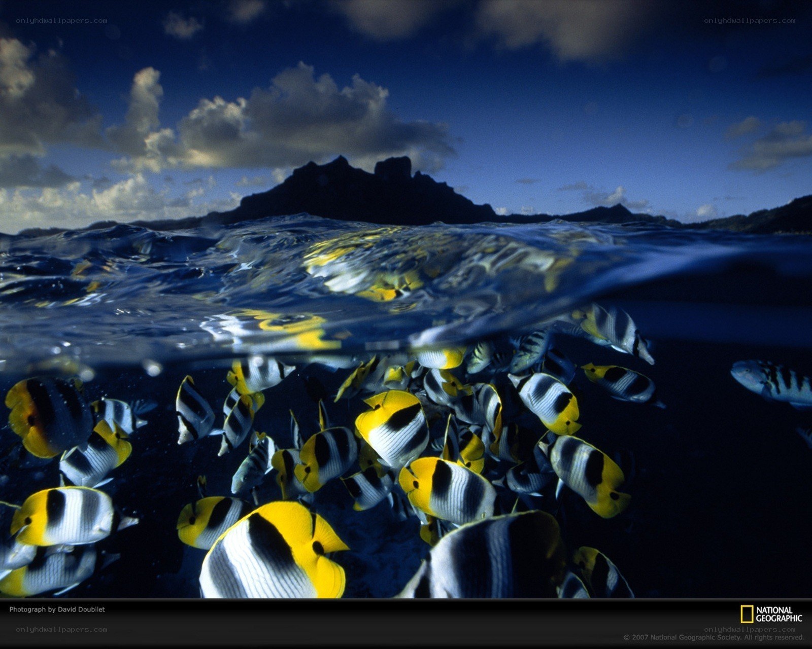 Fish school near island