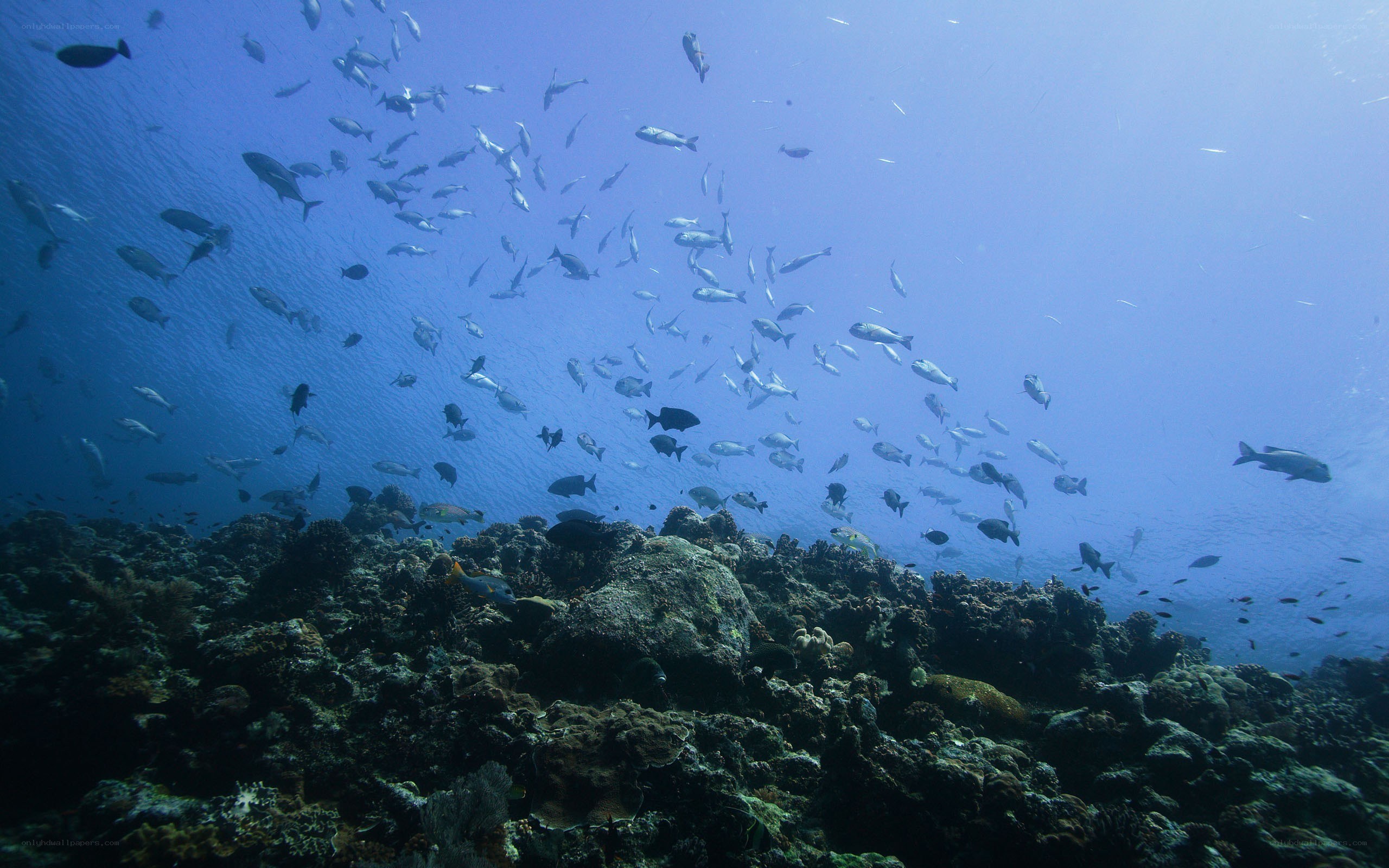 Fish school over coral reef