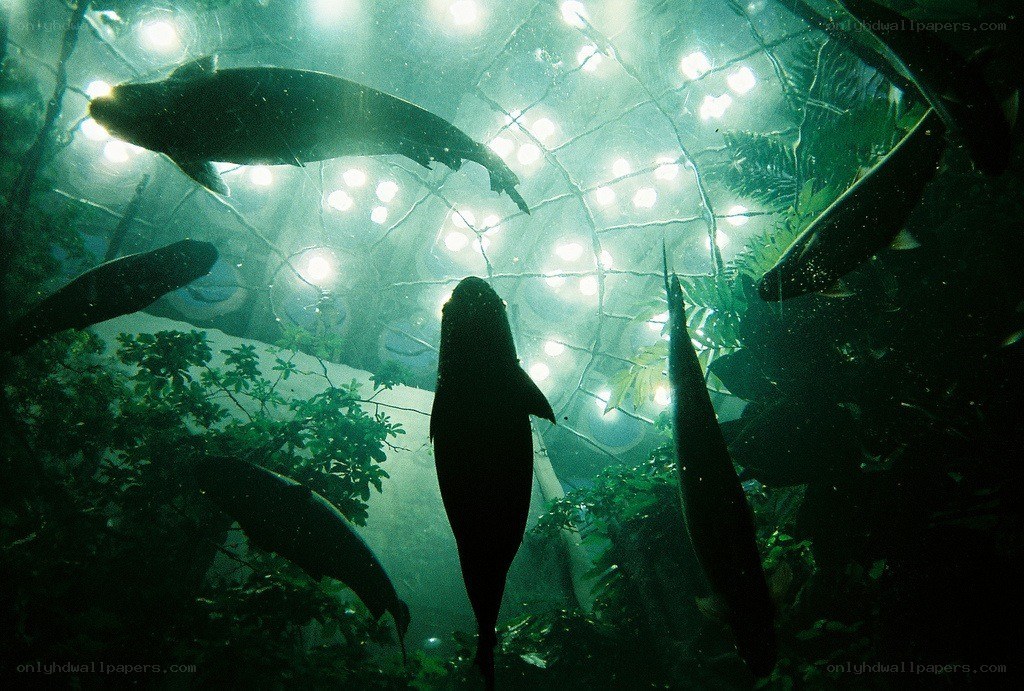 Fish silhouettes in aquarium