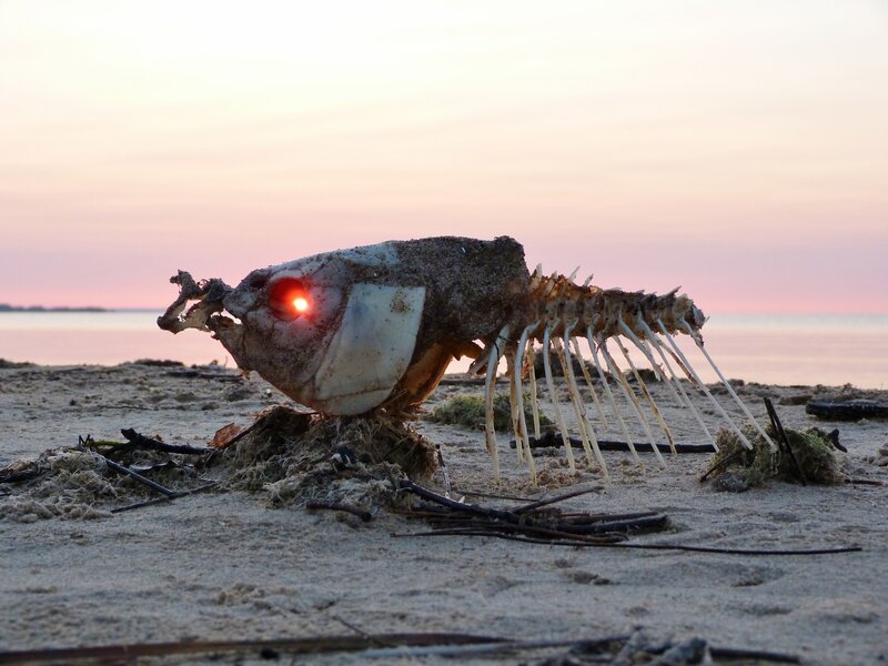 Fish skeleton with glowing eye