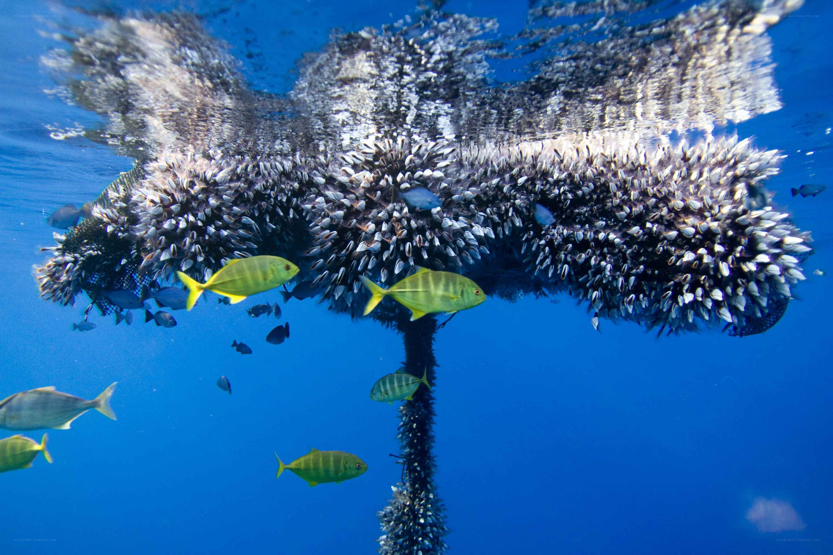 Fish swim near underwater structure