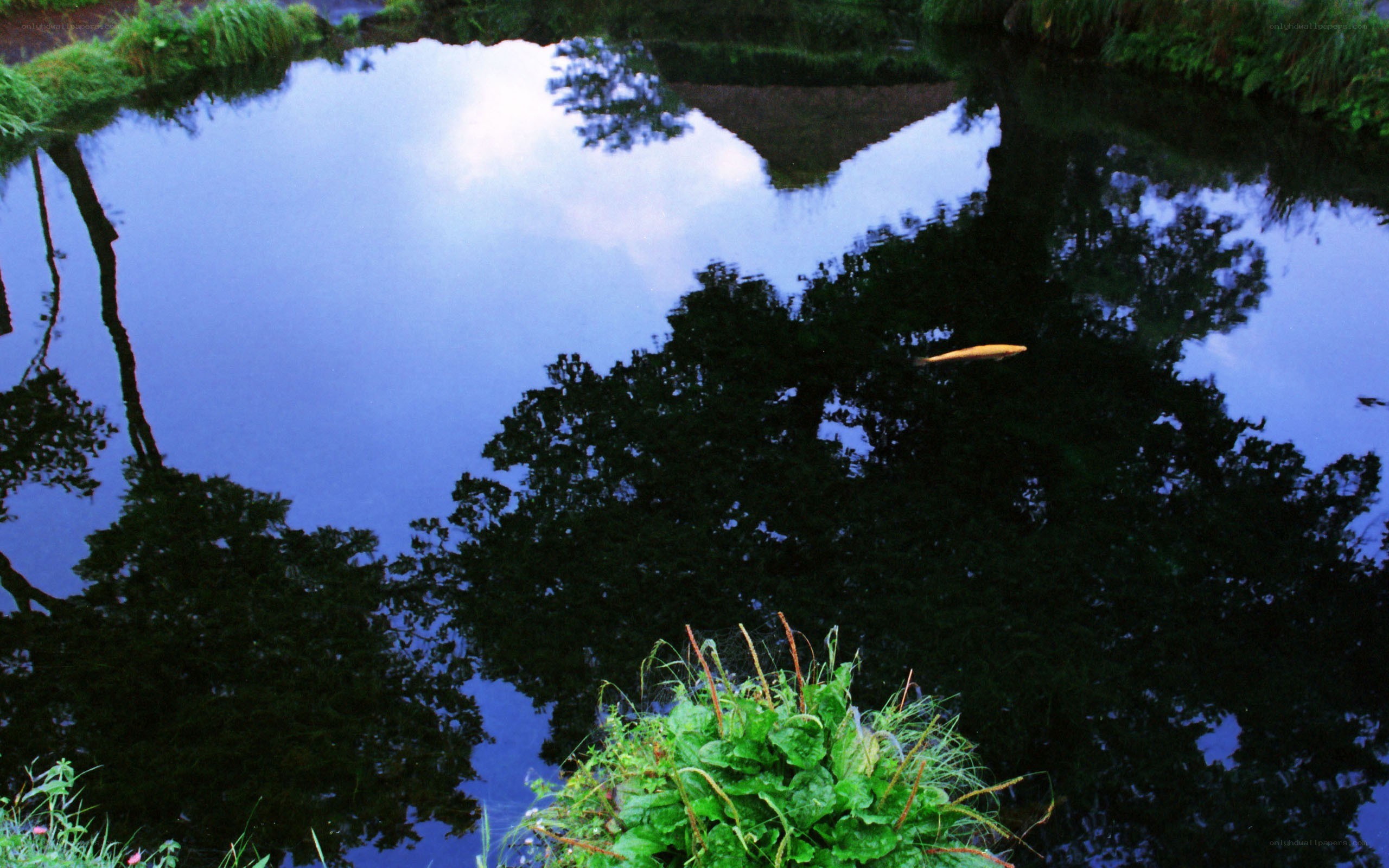 Fish swimming in a pond