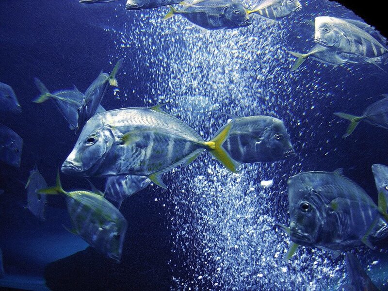 Fish swimming in aquarium