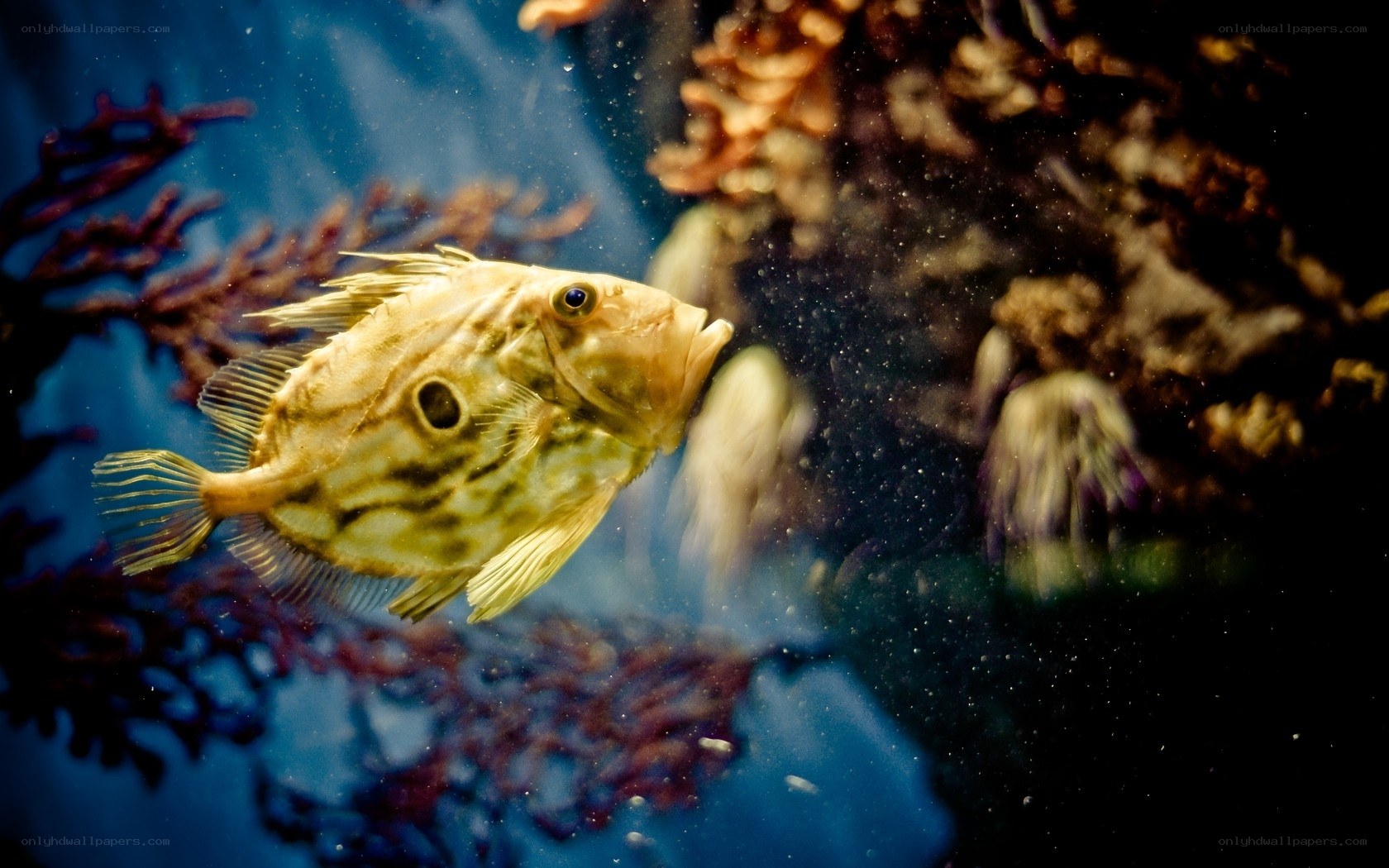 fish swimming in aquarium