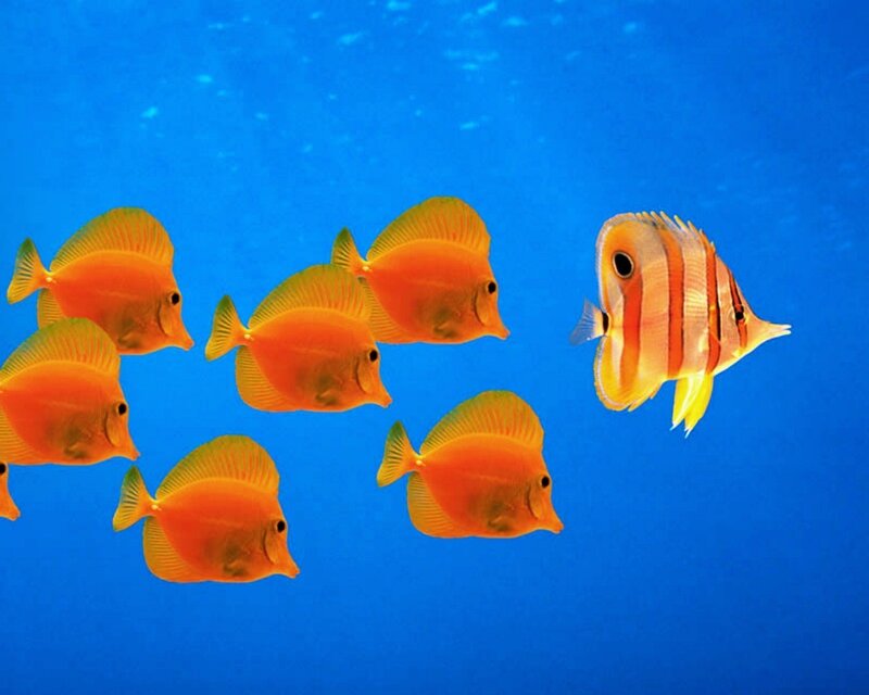 fish swimming in blue water