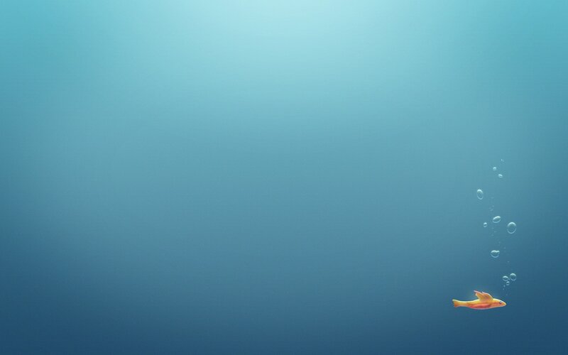 fish swimming in blue water