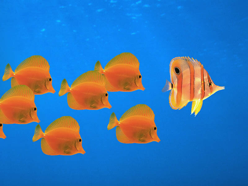 Fish swimming in blue water
