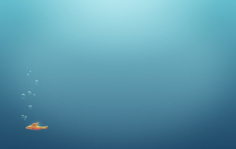 fish swimming in blue water