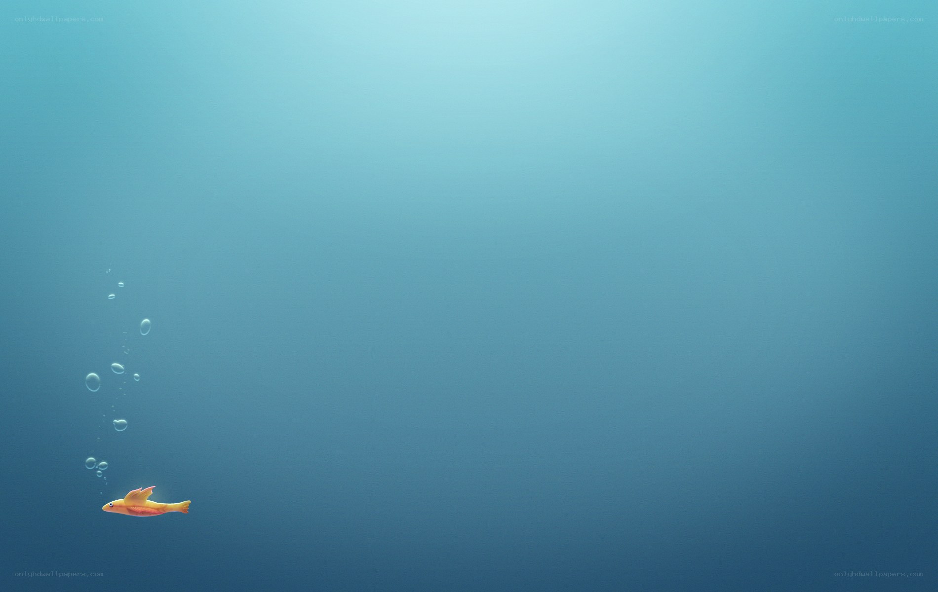 fish swimming in blue water