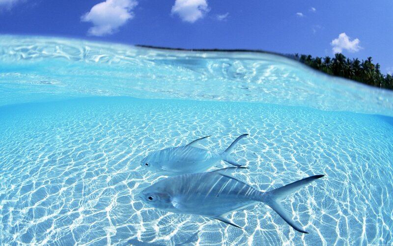 Fish swimming in clear blue water